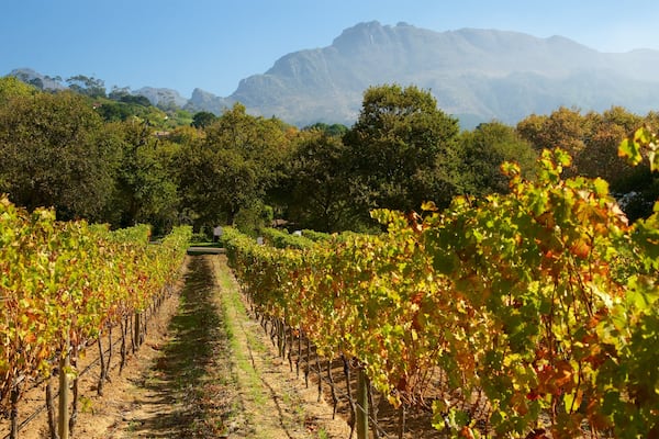 Groot Constantia Winery