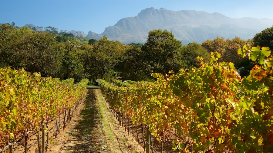 Ladang Anggur Groot Constantia