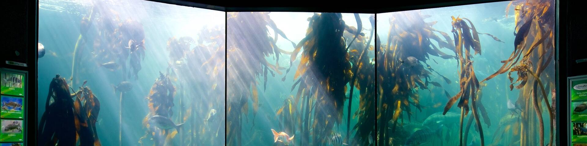 Two Oceans Aquarium showing marine life