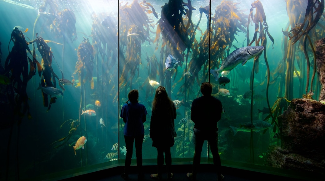 Two Oceans Aquarium que incluye vida marina y también un pequeño grupo de personas