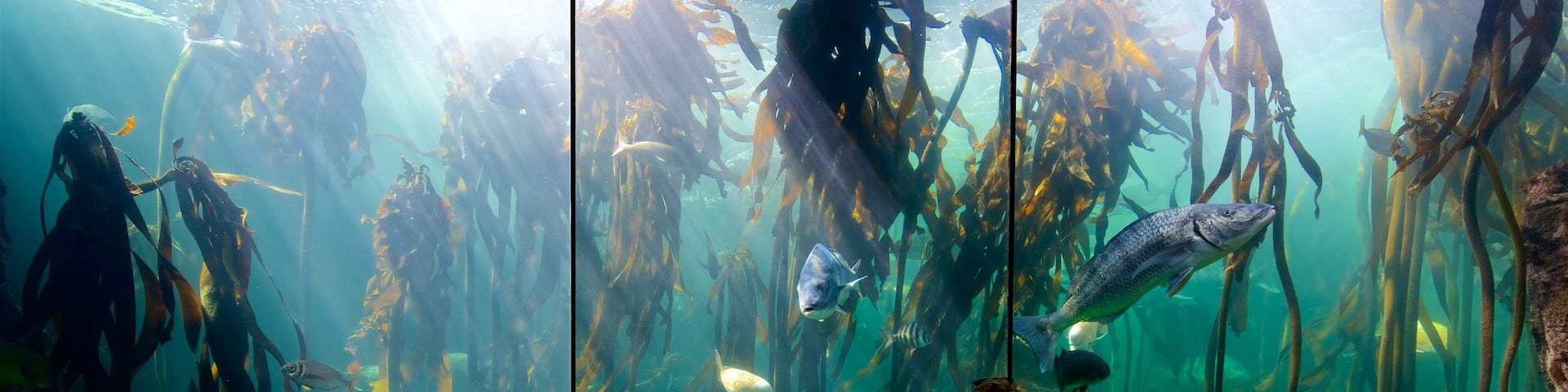 Two Oceans Aquarium which includes marine life as well as a small group of people