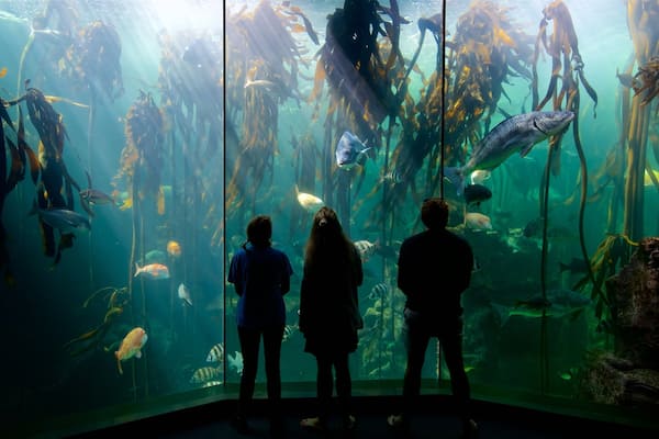 Two Oceans Aquarium qui includes vie marine aussi bien que petit groupe de personnes