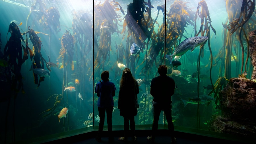 Two Oceans Aquarium which includes marine life as well as a small group of people