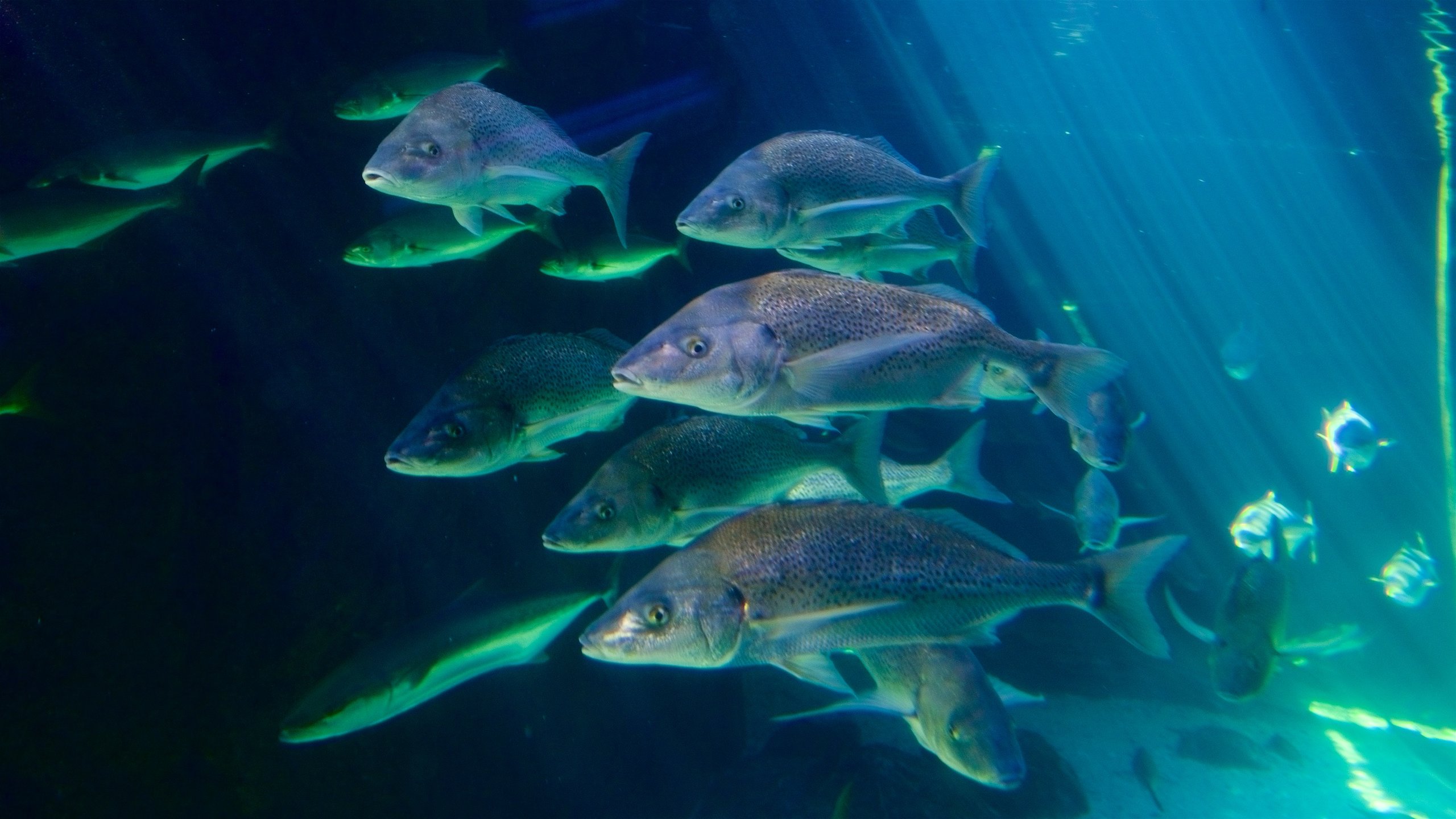 Vanda Waterfront Aquarium