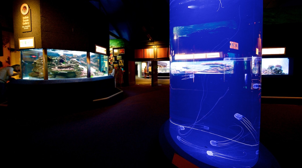 Two Oceans Aquarium som visar havsdjur