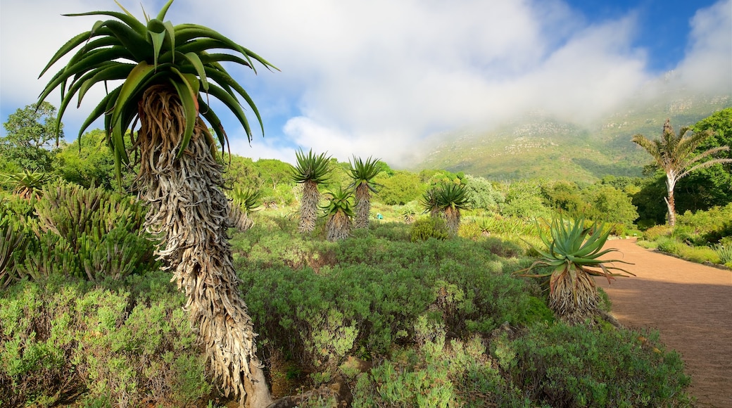 Kirstenbosch National Botanical Gardens showing a park