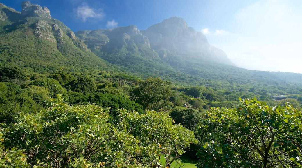 Kirstenbosch National Botanical Gardens showing a garden