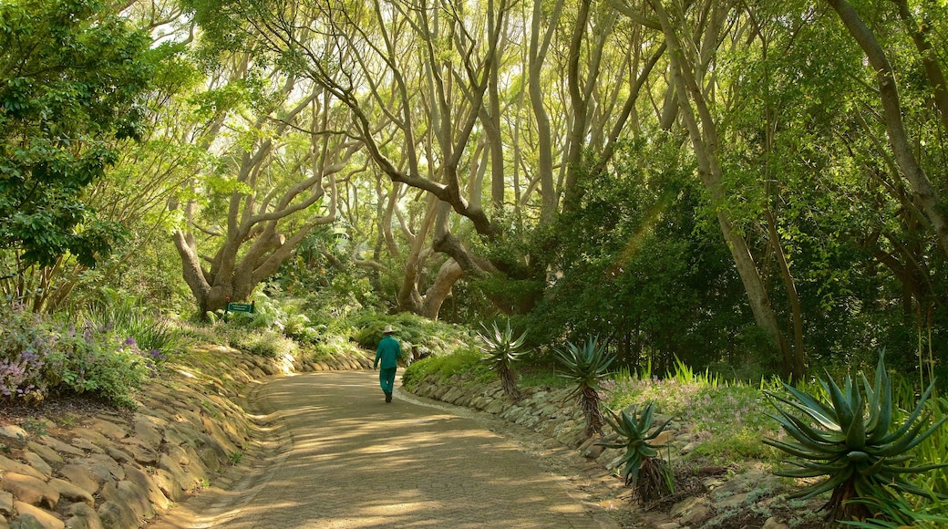 Kirstenbosch National Botanical Gardens welches beinhaltet Park