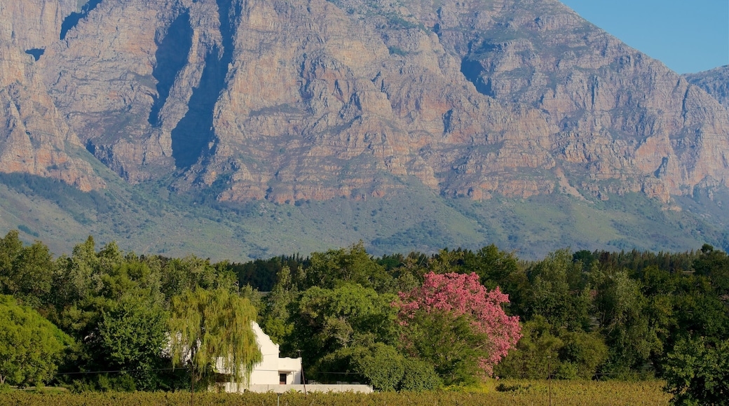 Vrede en Lust Winery