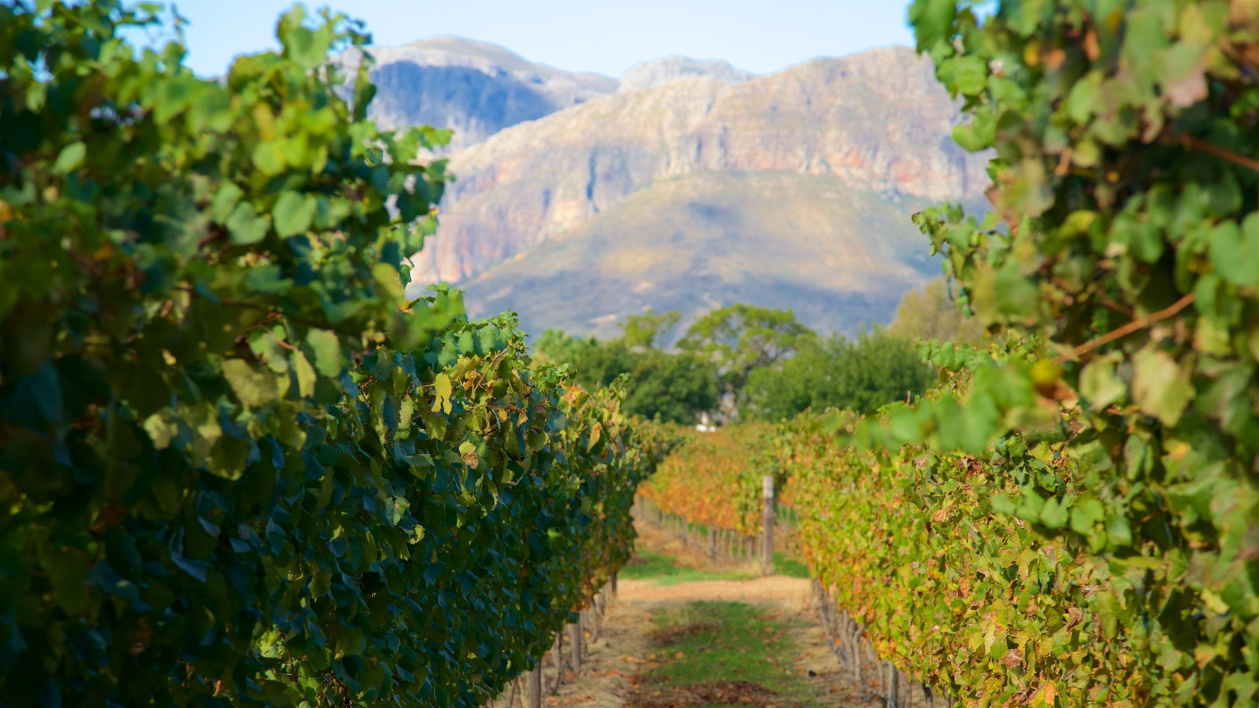 Complete Guide To Wine Tasting In Cape Town STINGY NOMADS