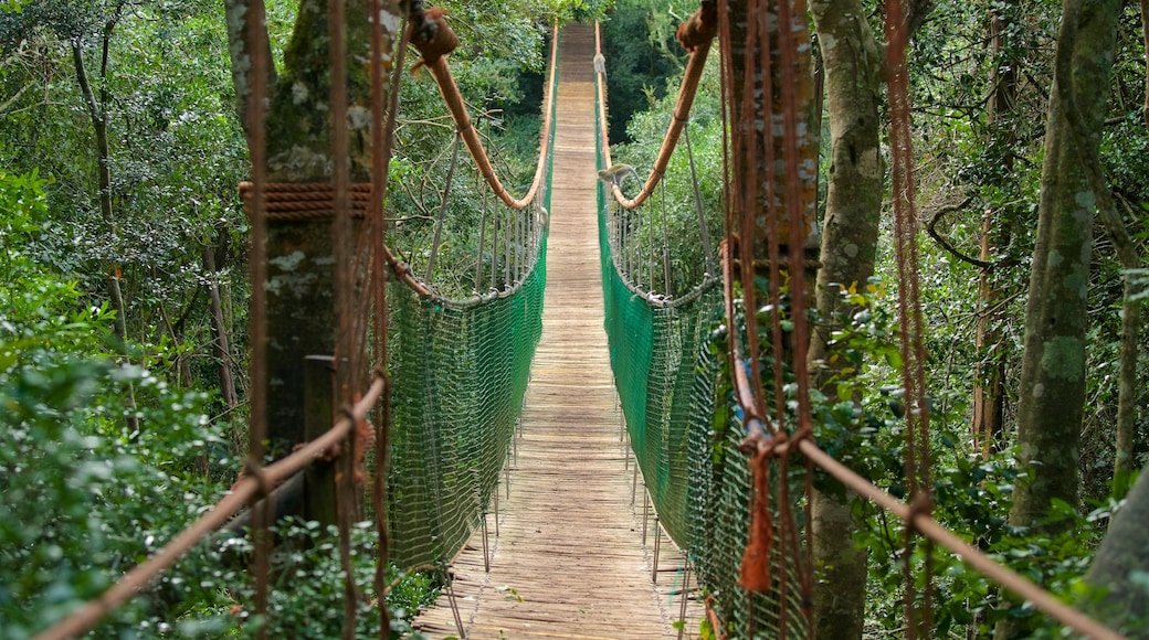 Monkeyland featuring forests and a bridge