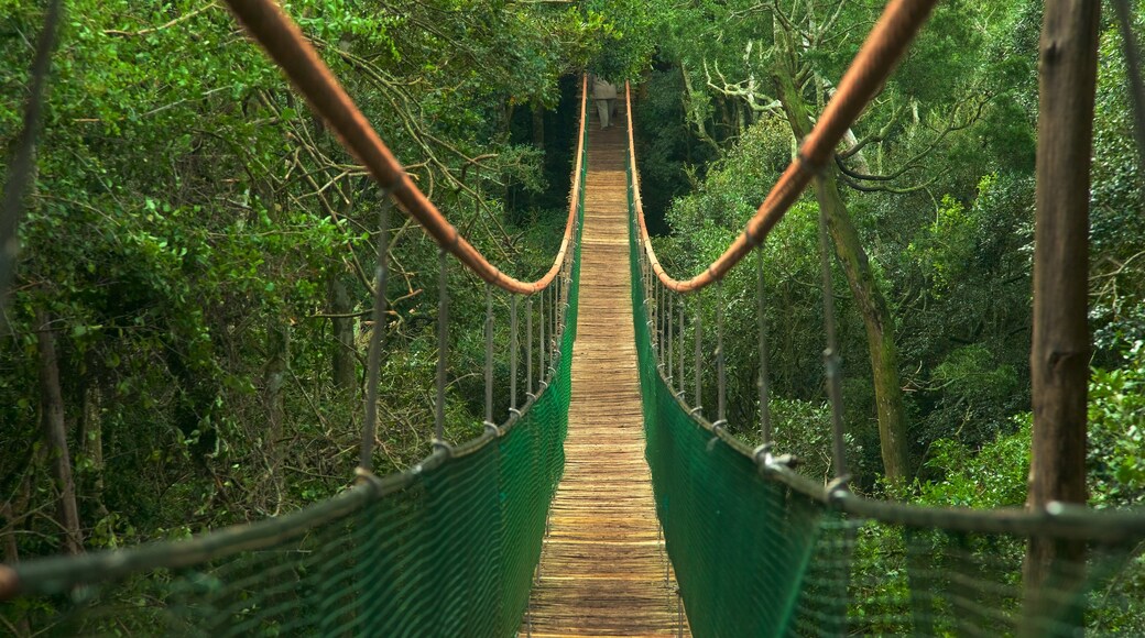 Monkeyland showing a bridge and forests