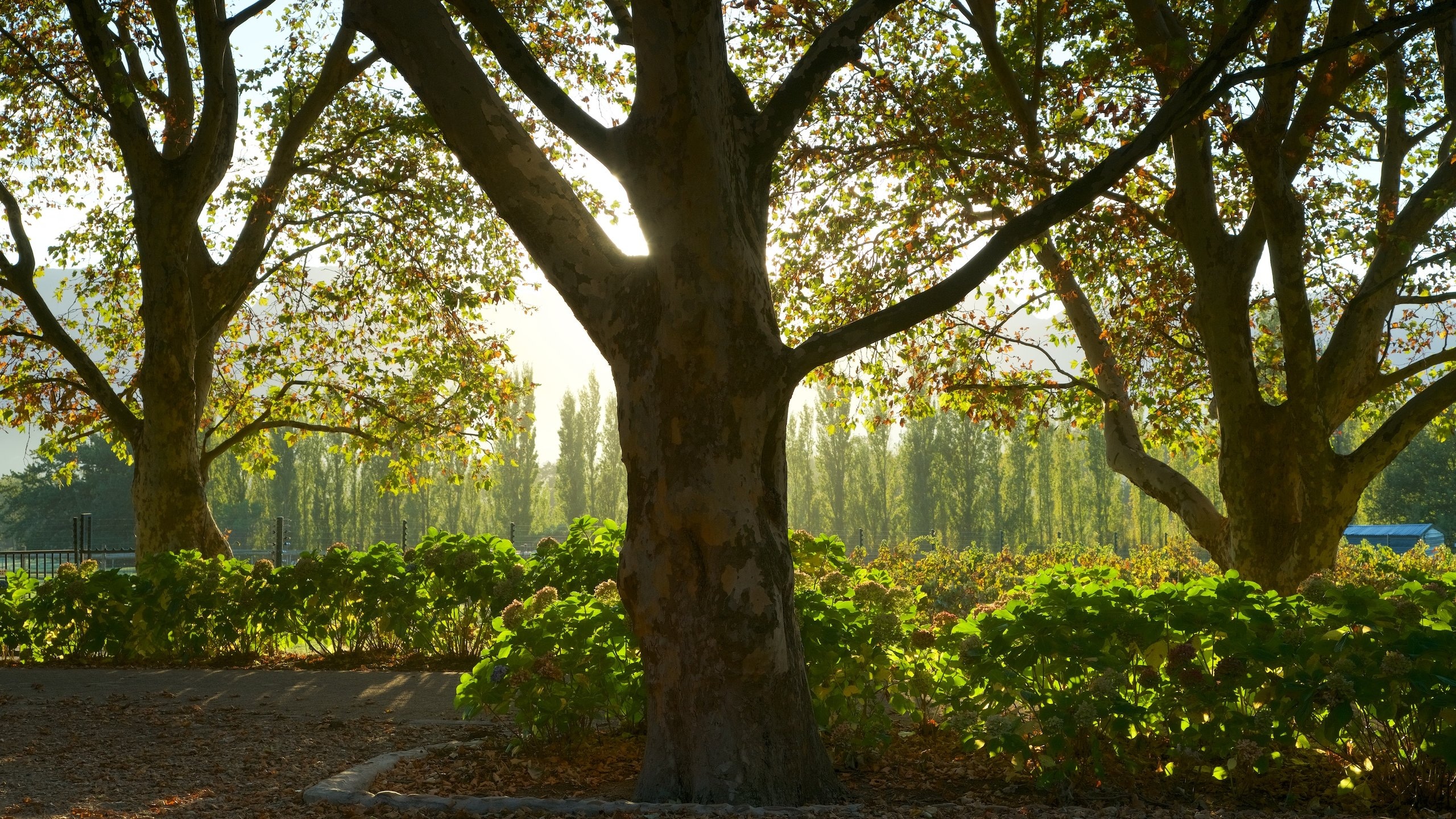 Top 20 Franschhoek, ZA cottage rentals from 68/night Vrbo