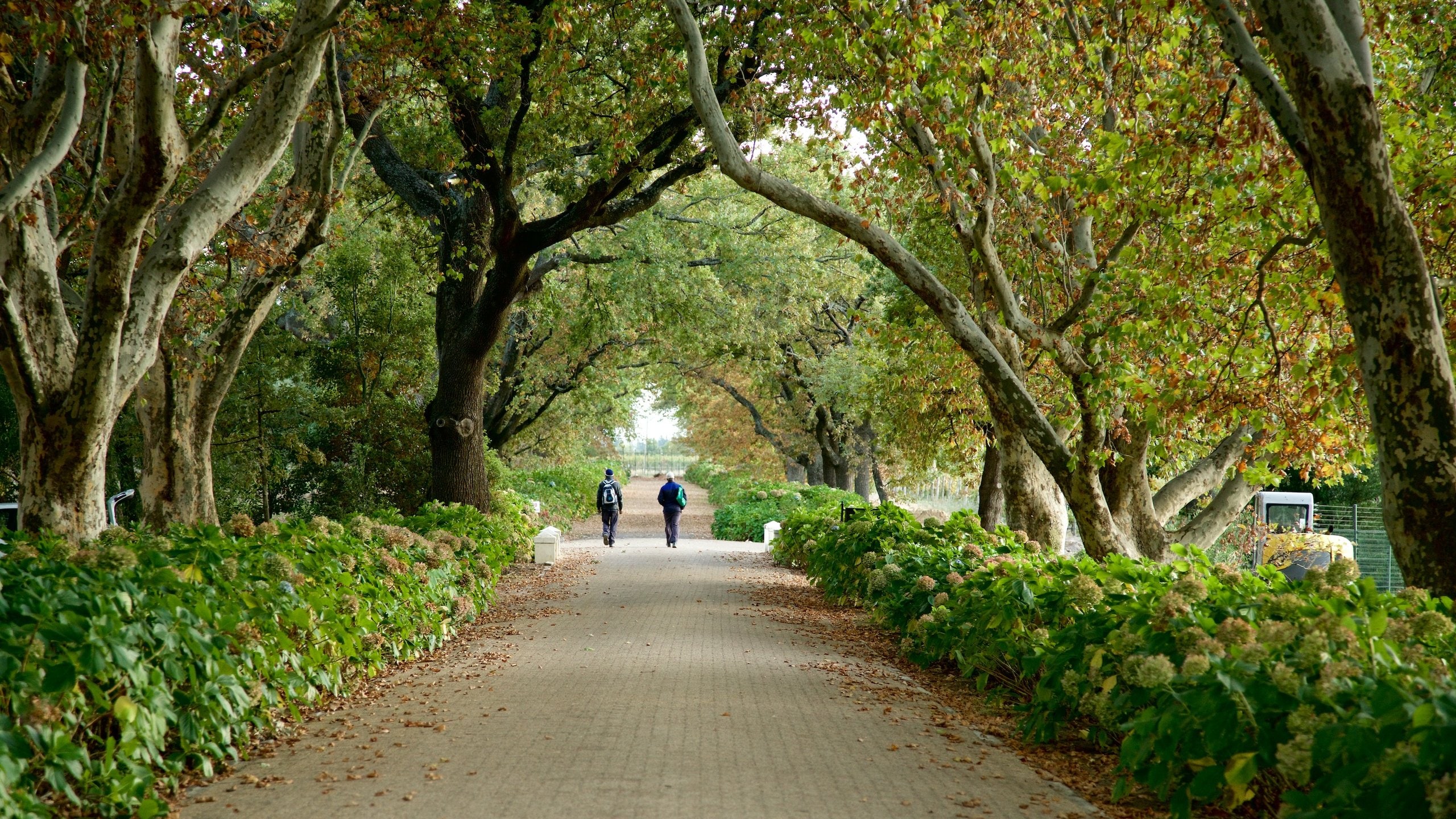 Cape Winelands showing a garden as well as a couple
