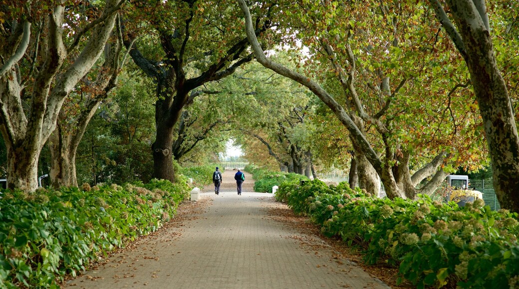 Cape Winelands showing a garden as well as a couple