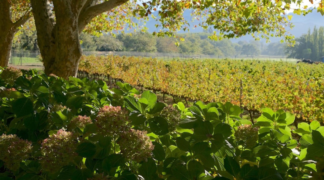 Boschendal Estate showing farmland