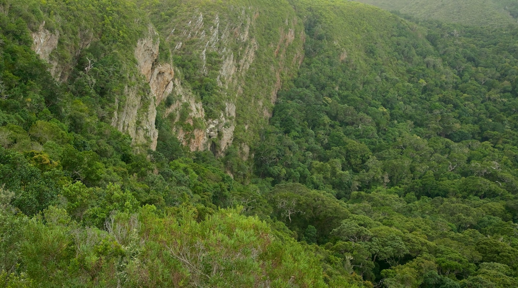 Strand von Nature\'s Valley welches beinhaltet Wälder, allgemeine Küstenansicht und tropische Szenerien