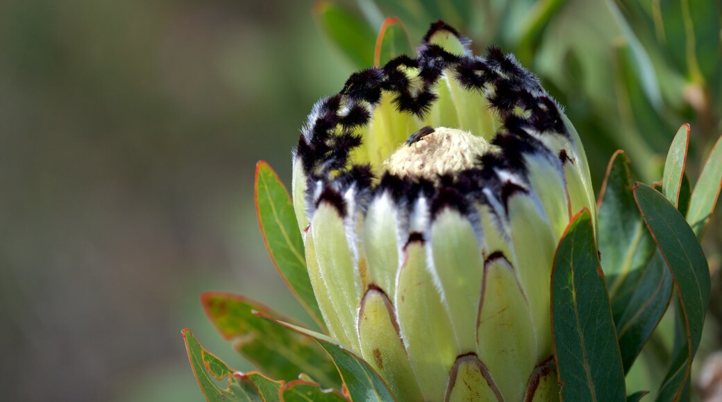 Reserva Natural Mont Rochelle que incluye flores silvestres