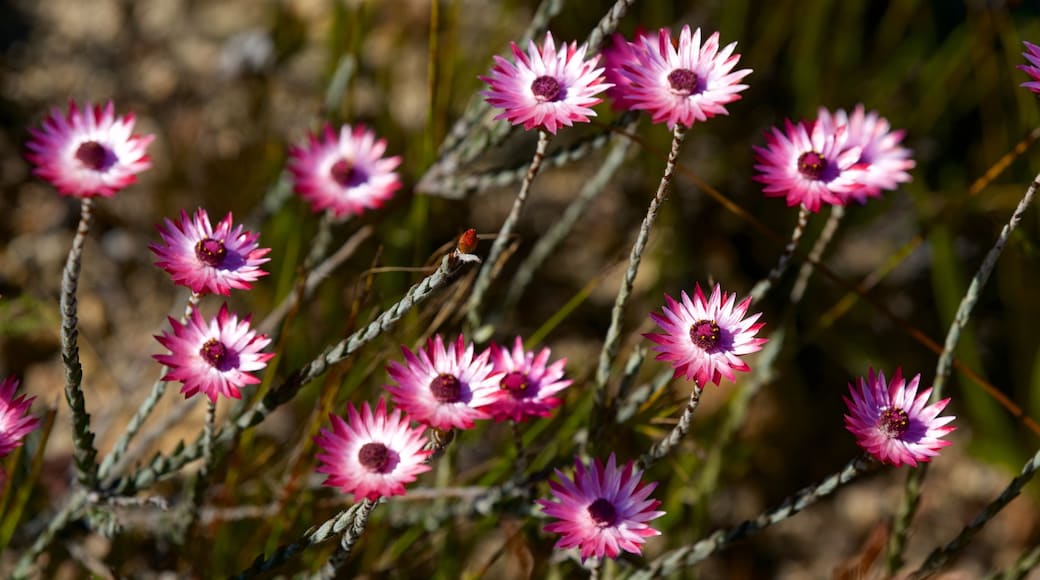 Reserva Natural Mont Rochelle que incluye flores silvestres