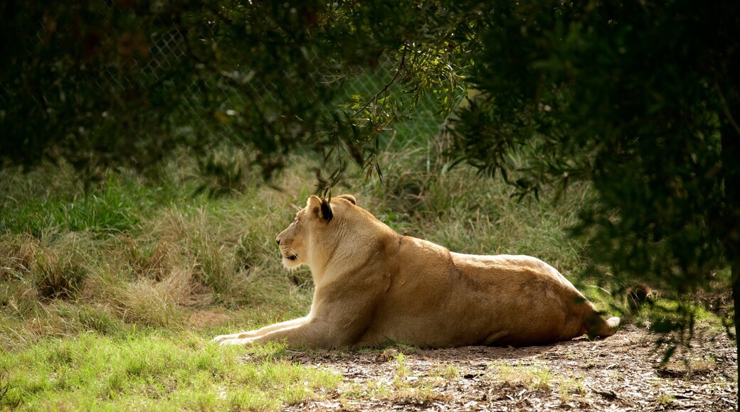 Jukani Wildlife Park mit einem Zootiere, gefährliche Tiere und Landtiere