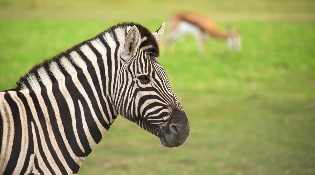 Jukani Wildlife Park showing land animals and zoo animals