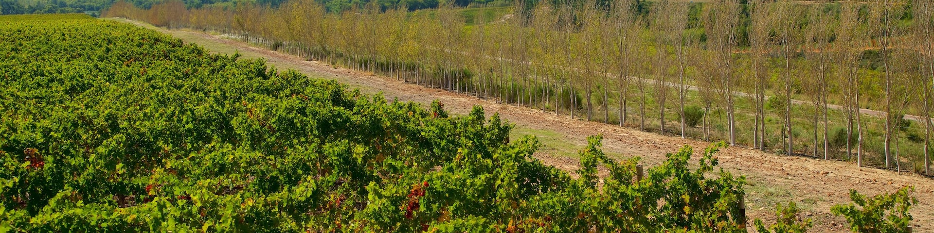 Waterford Wine Estate