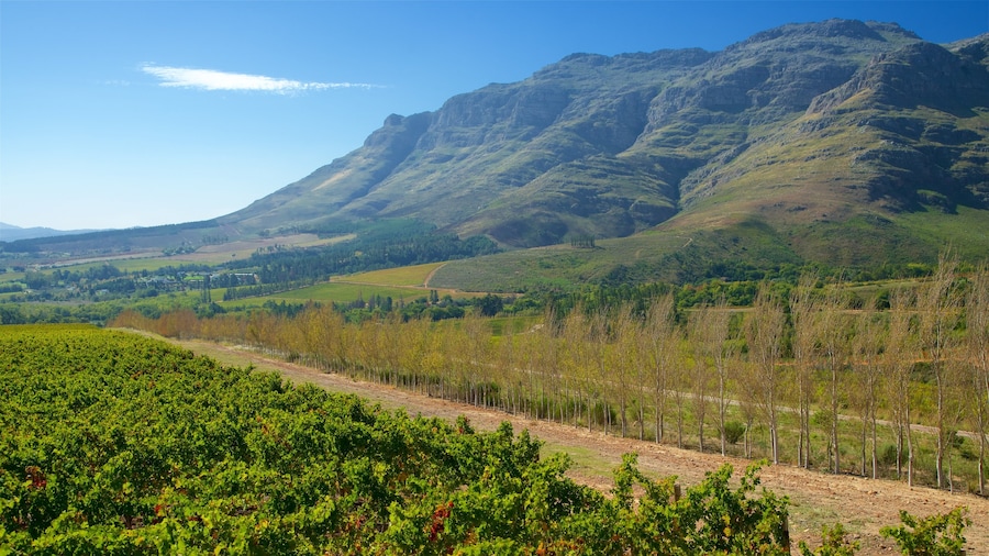 Waterford Wine Estate