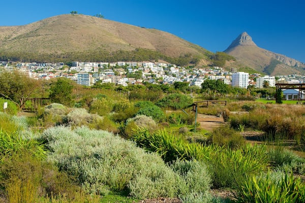 Cape Town showing a garden