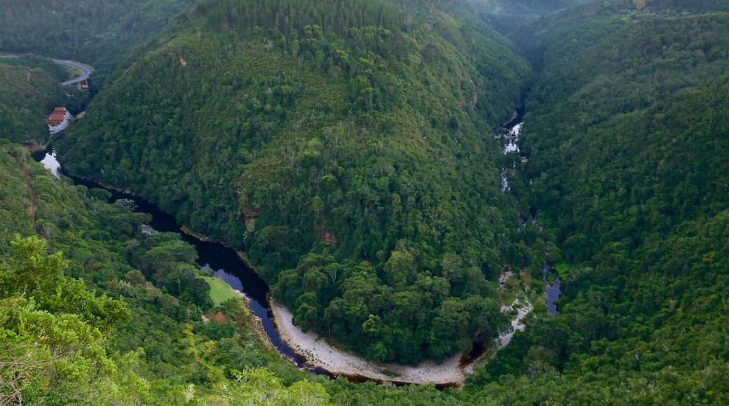 Wilderness caratteristiche di paesaggio tropicale, foresta pluviale e fiume o ruscello