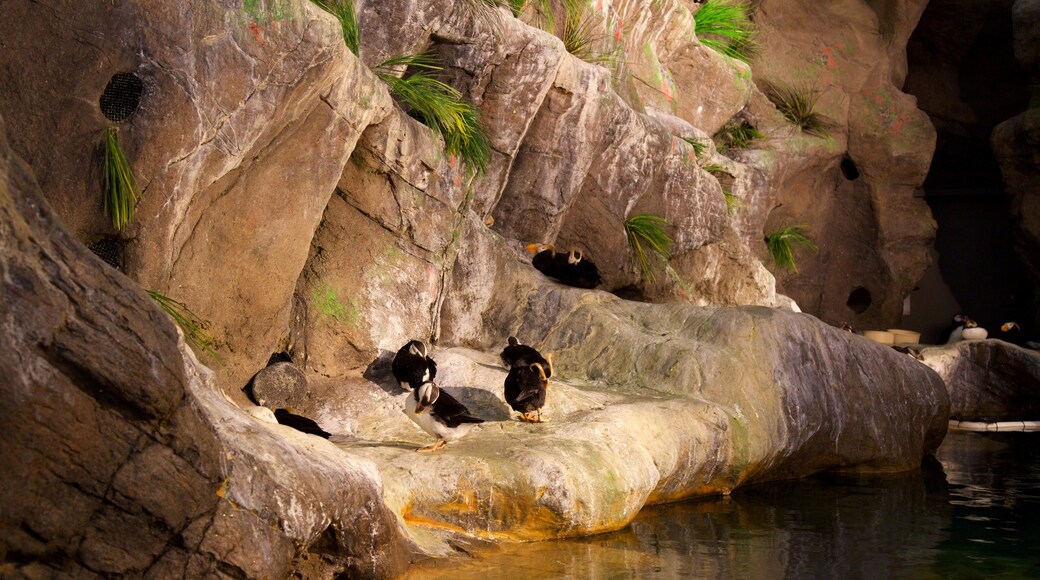 St. Louis Zoo montrant vie des oiseaux, animaux domestiques ou inoffensifs et animaux de zoo