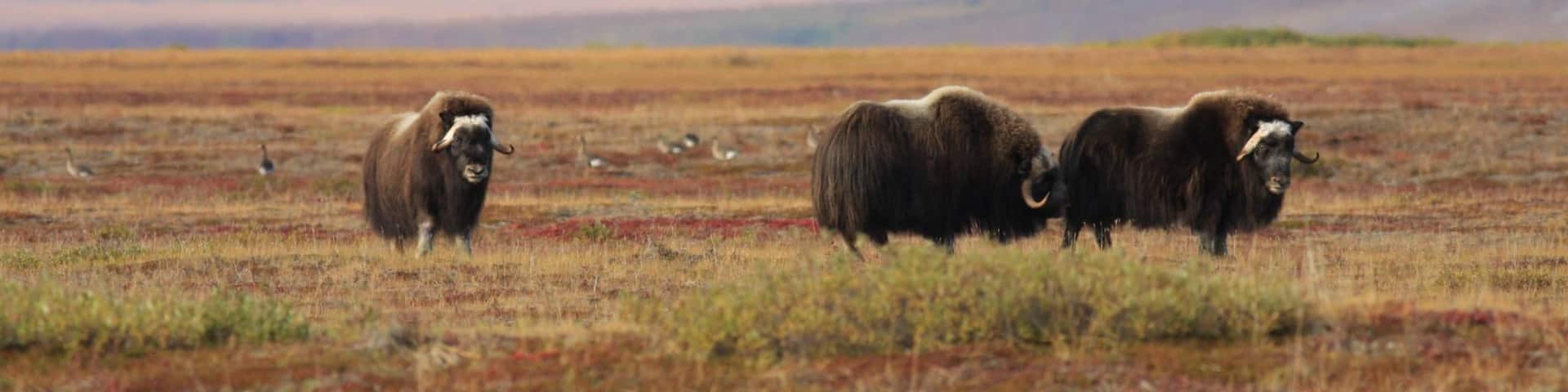 Cape Krusenstern National Monument