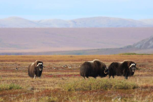 Cape Krusenstern National Monument