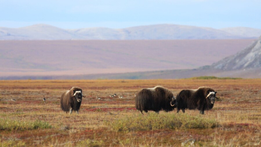 Cape Krusenstern National Monument