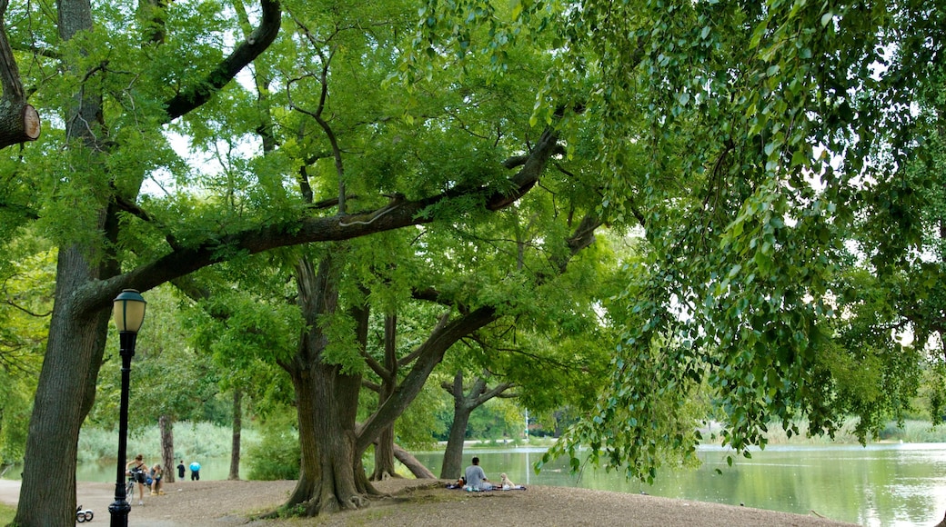 Brooklyn showing forests, a garden and a pond