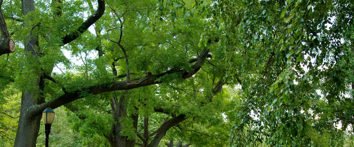 Brooklyn which includes a park, forests and a pond