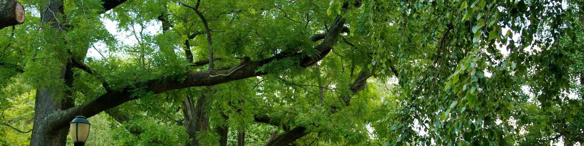 Brooklyn montrant mare, parc et forĂȘts