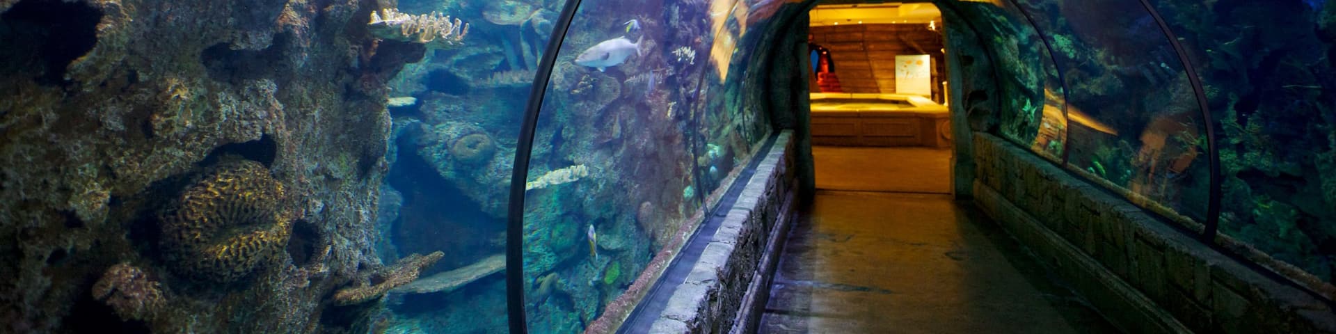 Shark Reef at Mandalay Bay featuring marine life, interior views and colorful reefs