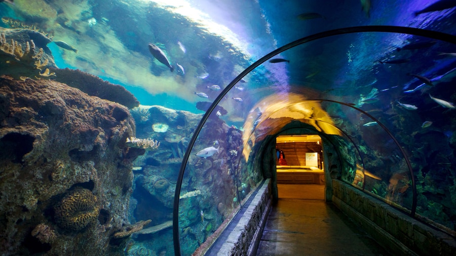 Acuario Shark Reef en Mandalay Bay mostrando vida marina, arrecifes coloridos y vistas de interior