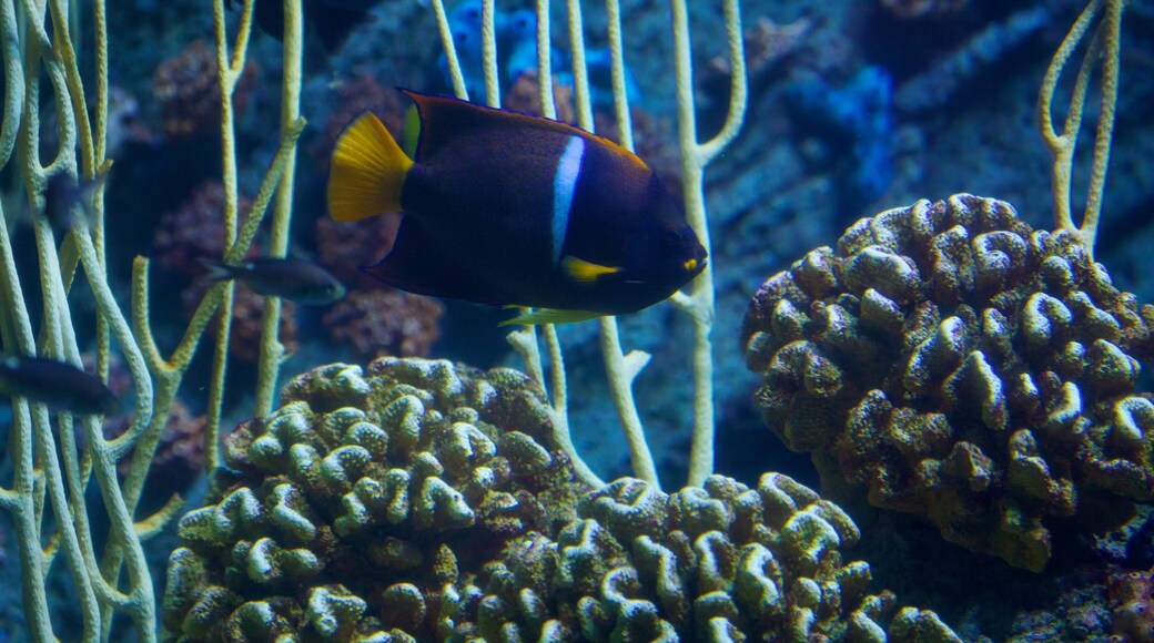 Aquarium of the Pacific featuring marine life and coral