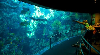 Aquarium of the Pacific featuring marine life and interior views