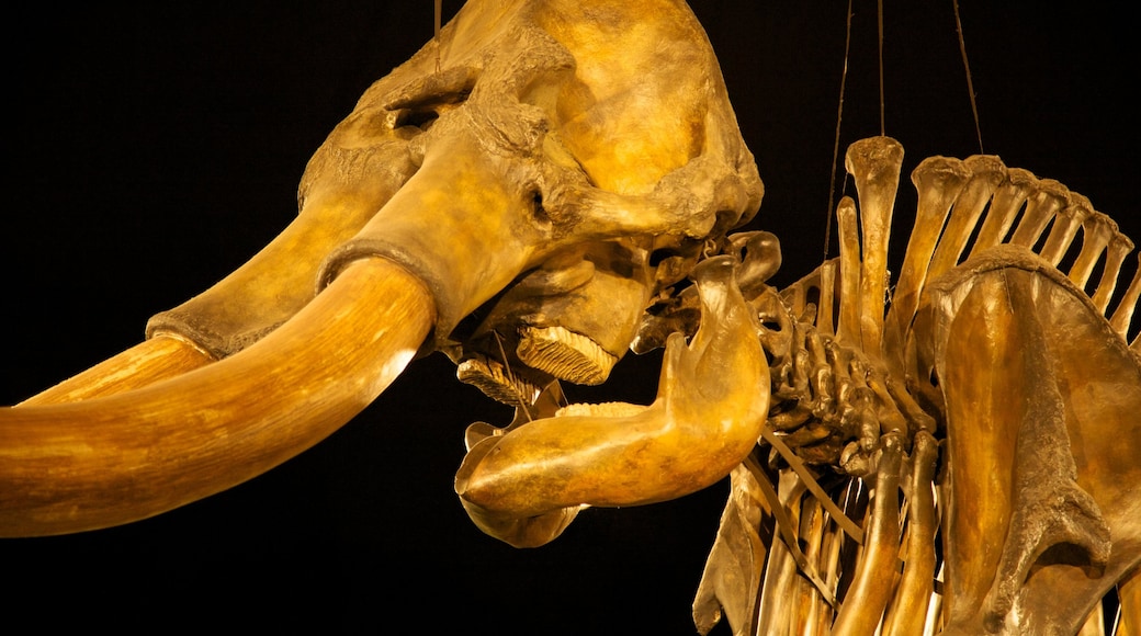 La Brea Tar Pits showing interior views