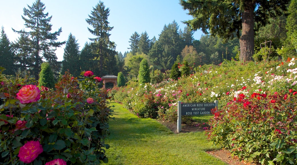 International Rose Test Garden mostrando flores, flores silvestres y vistas de paisajes