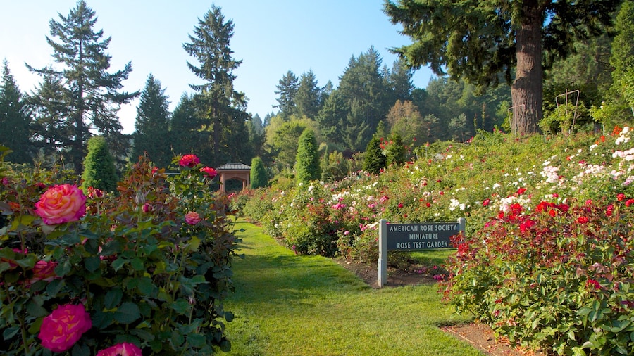 International Rose Test Garden showing flowers, landscape views and a garden