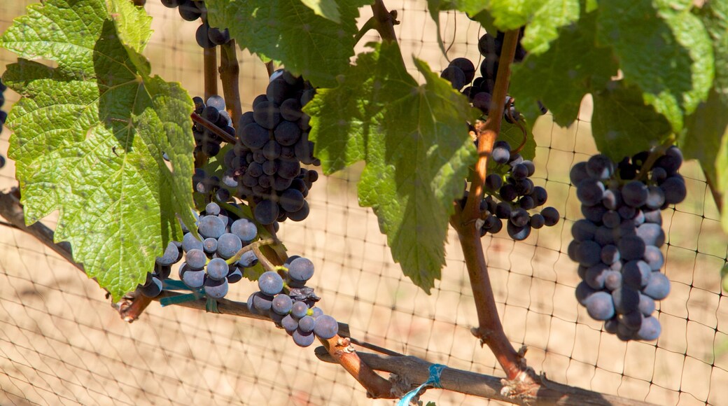 Cooper Mountain Vineyards showing farmland