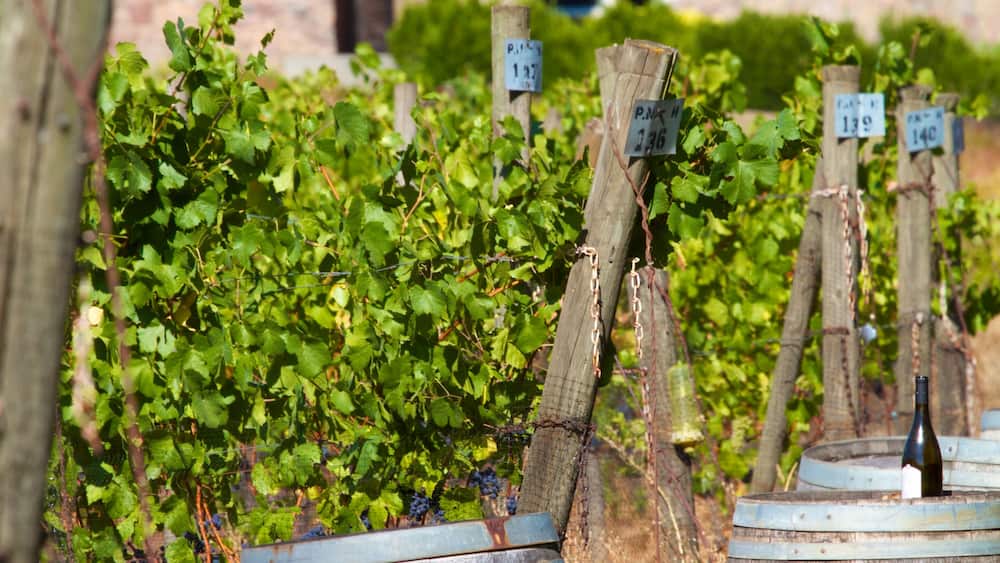 Cooper Mountain Vineyards montrant ferme