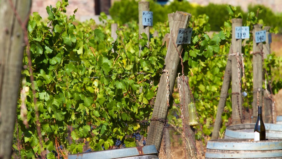 Cooper Mountain Vineyards showing farmland