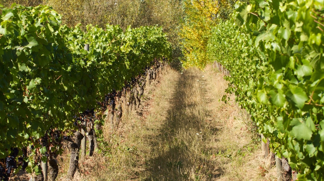 Cooper Mountain Vineyards showing farmland and landscape views