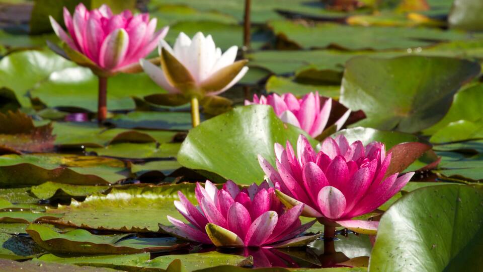 Mission San Juan Capistrano which includes landscape views, wildflowers and flowers