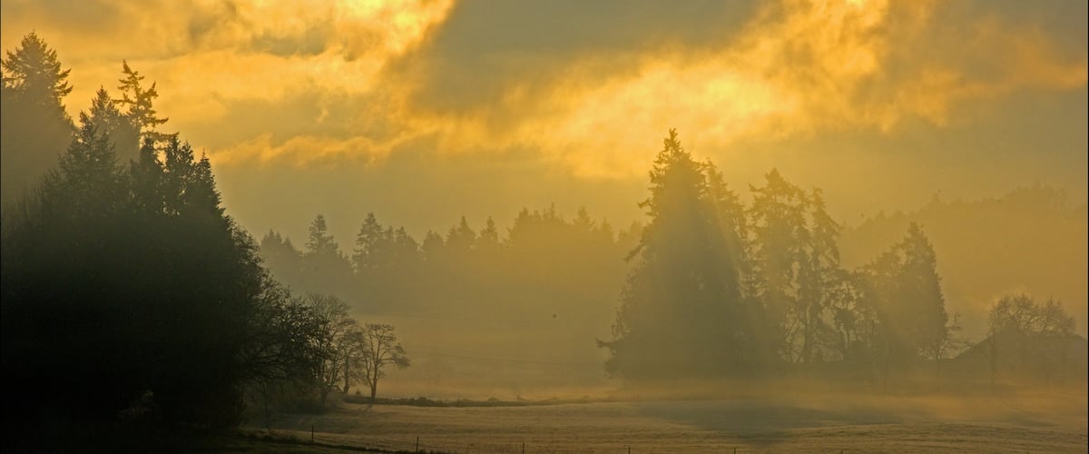 Mayne Island featuring forests and a sunset