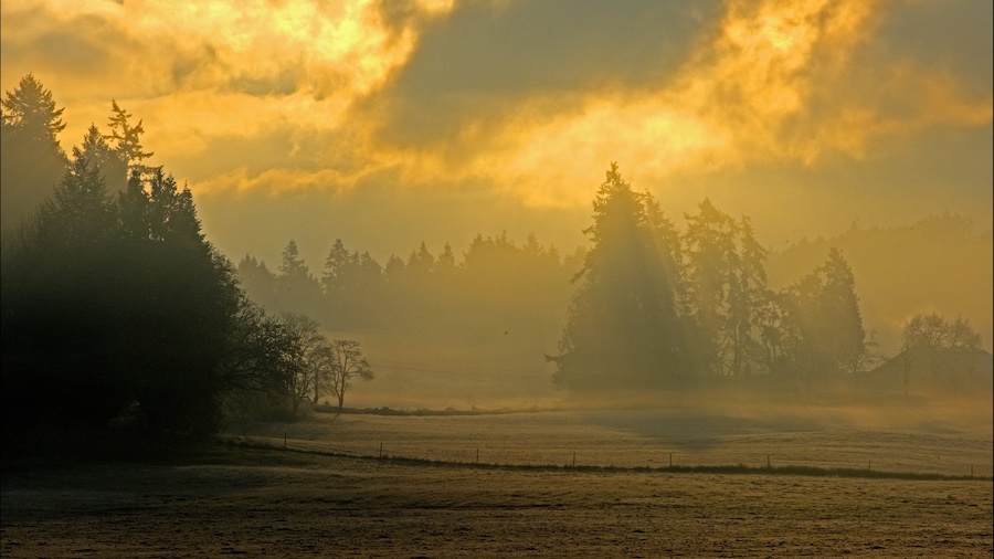 Mayne Island featuring forests and a sunset